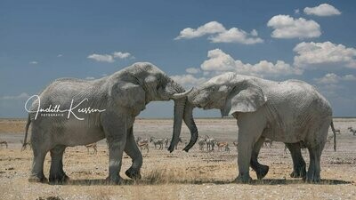 Etosha Namibia Elephant
