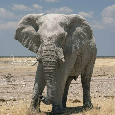 Etosha Namibia Elephant