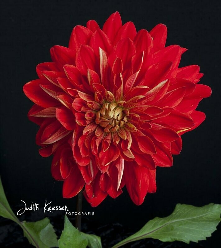 Dahlia rood