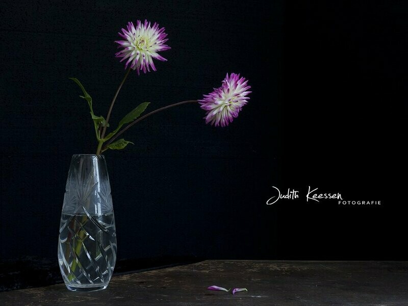 Dahlia paars/wit