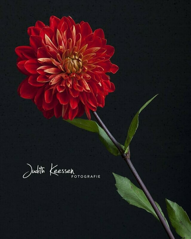 Dahlia rood/tak