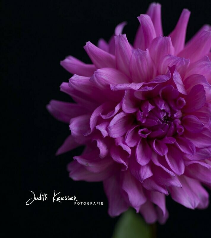 Dahlia paars solo