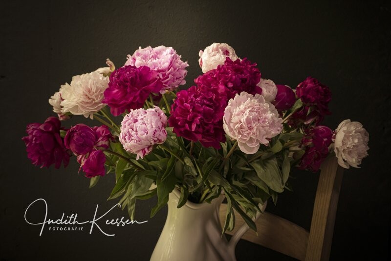 Pioenrozen pink delight