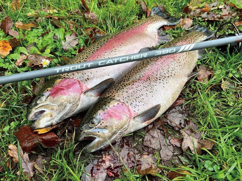 Paladin Trout Catcher Tremarella forel hengel