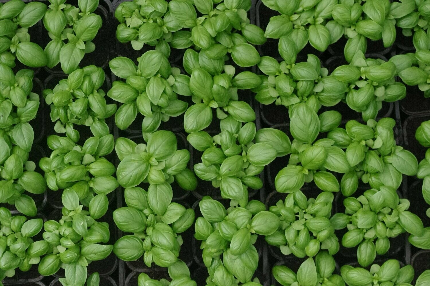 Basilic pourpre