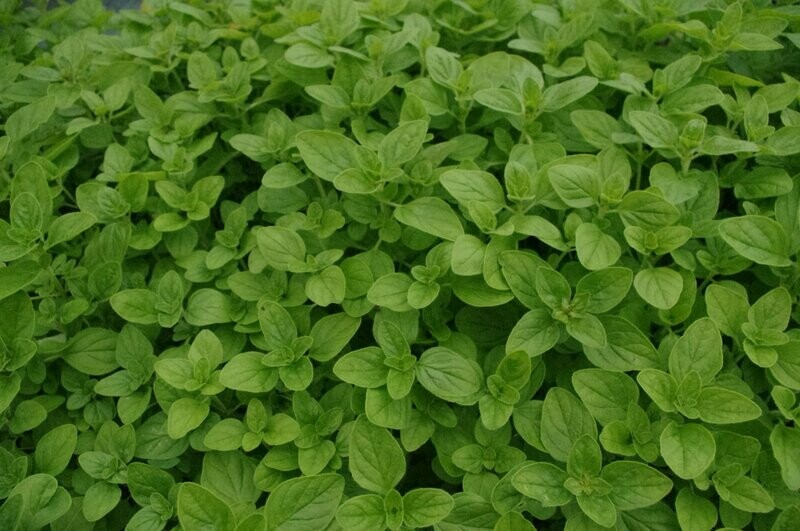 Agastache anisée