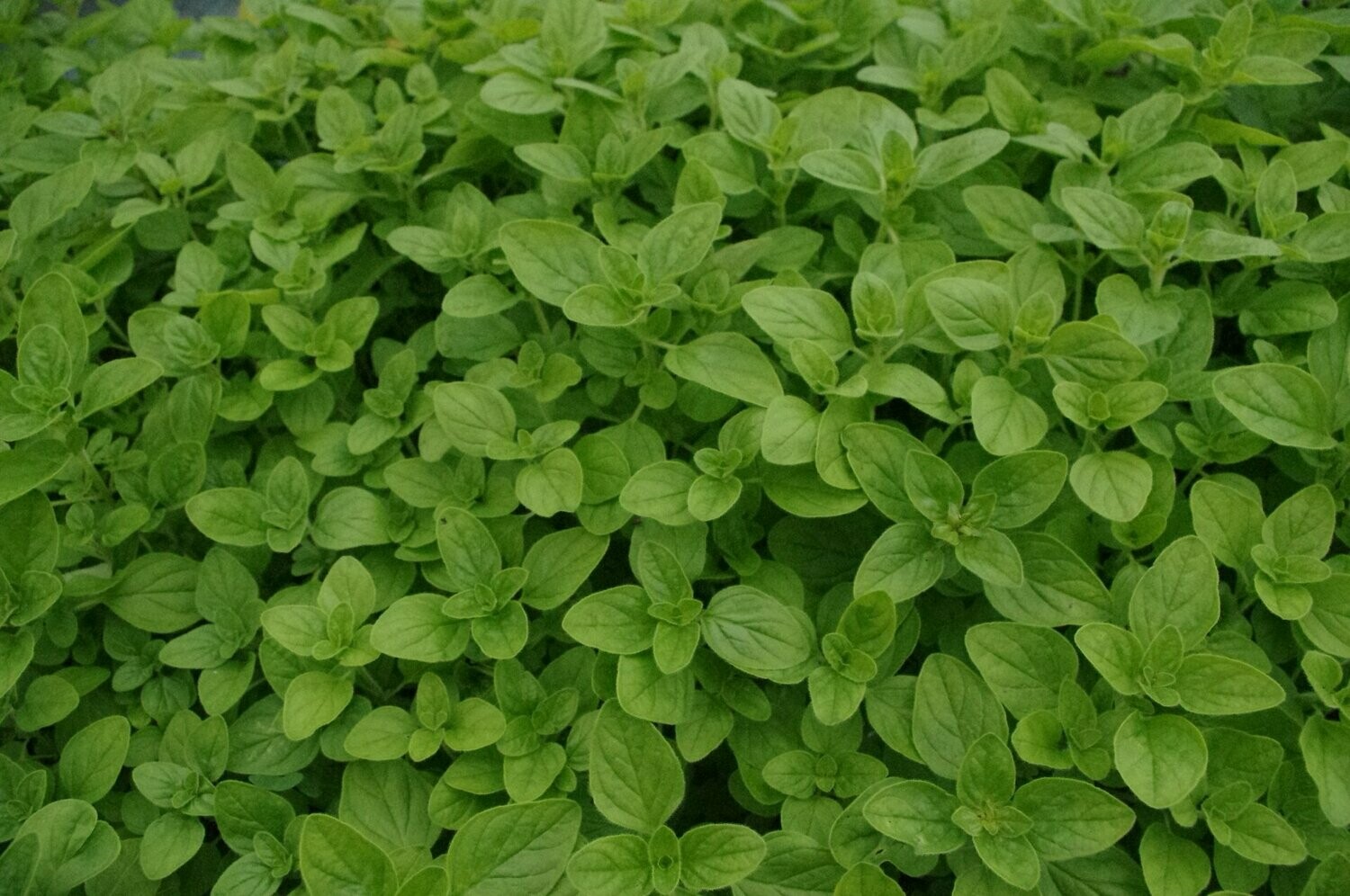Aspérule odorante
