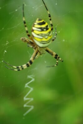 Pour équilibrer les insectes