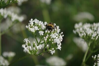 Aromatiques au jardin