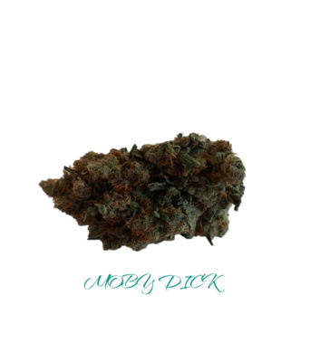 MOBY DICK