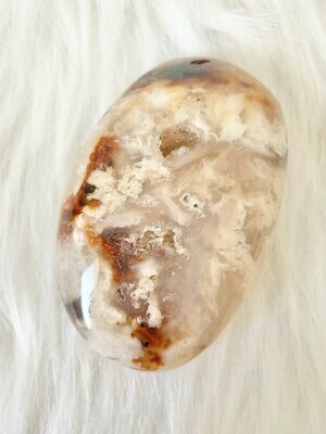 Queen's Bed Flower Agate Palm
