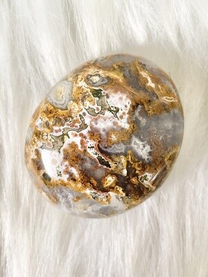 Fossils Ocean Jasper