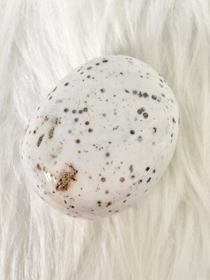 Speckled Egg Ocean Jasper