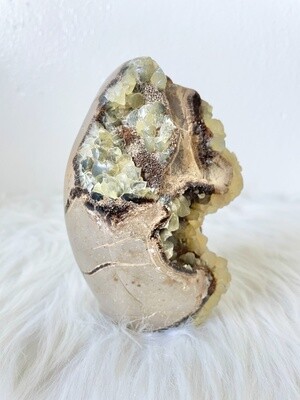 Ancient Form Septarian