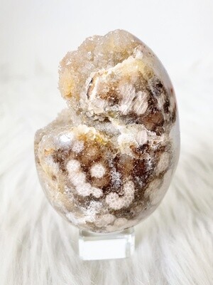 Alien Egg II Druzy Agate Egg with Fossilized Coral