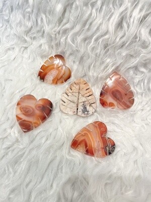 Monstera Carnelian Leaves