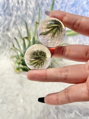 Terrarium Smoky Quartz Spheres