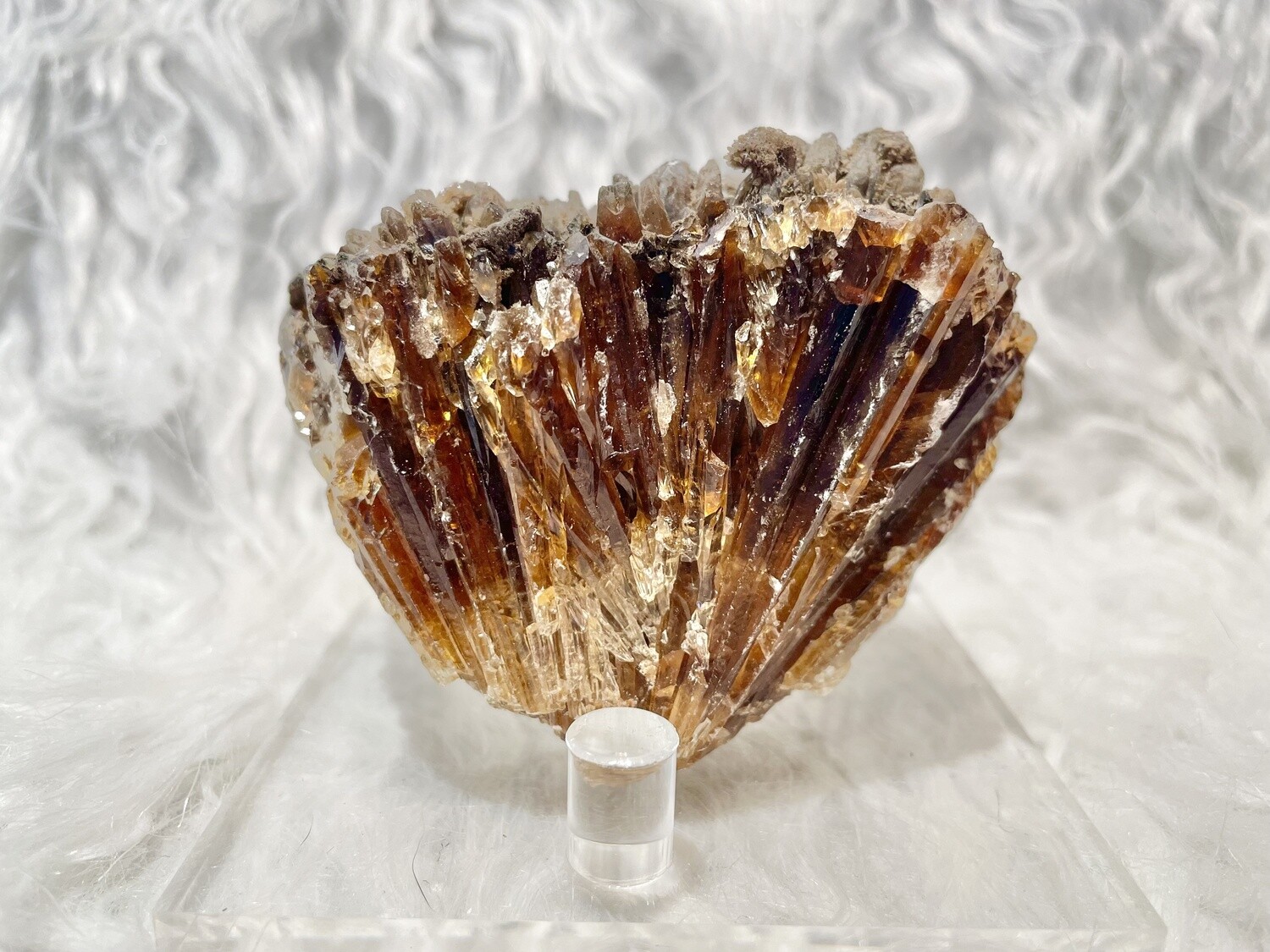 Scallop Amber Calcite