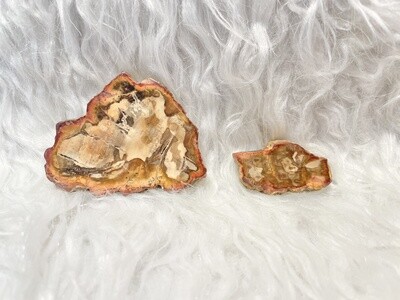 Neanderthal Land Petrified Wood Slab