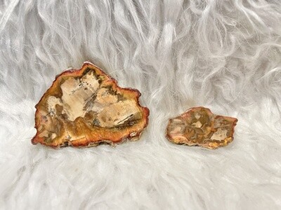 Neanderthal Land Petrified Wood Slab
