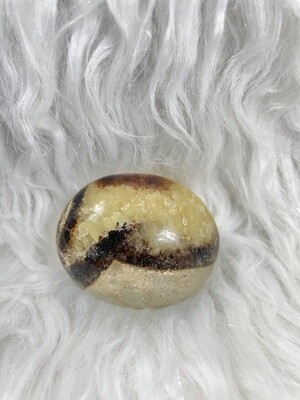 Pocket Dinosaurs Septarian Palmstones