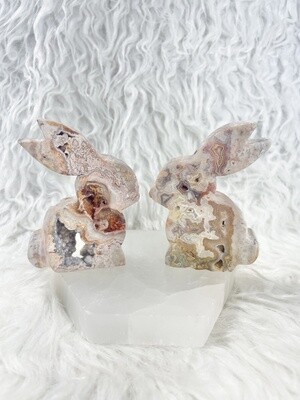 Pink Crazy Lace Agate Druzy Bunny Carvings