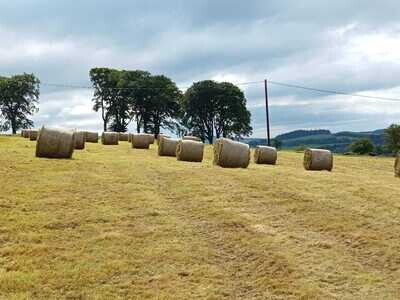 Wrapped Hay (2023) Large Round Bale