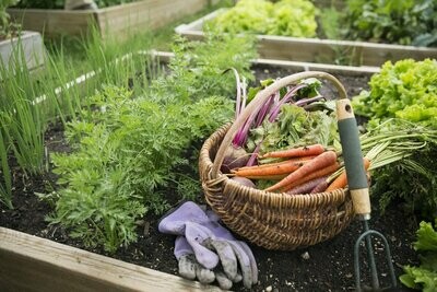 Vegetables