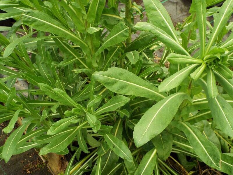 Woad