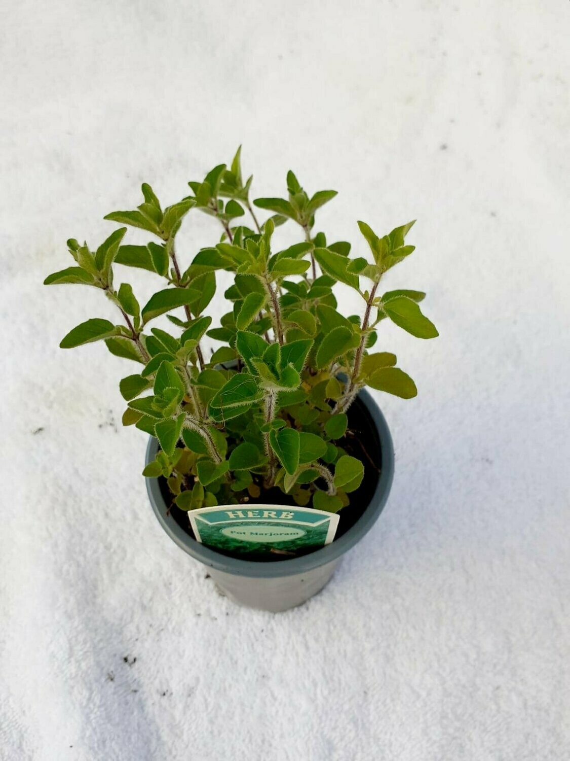Marjoram Pot