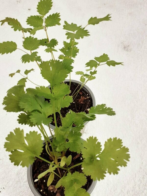 Salad Burnet