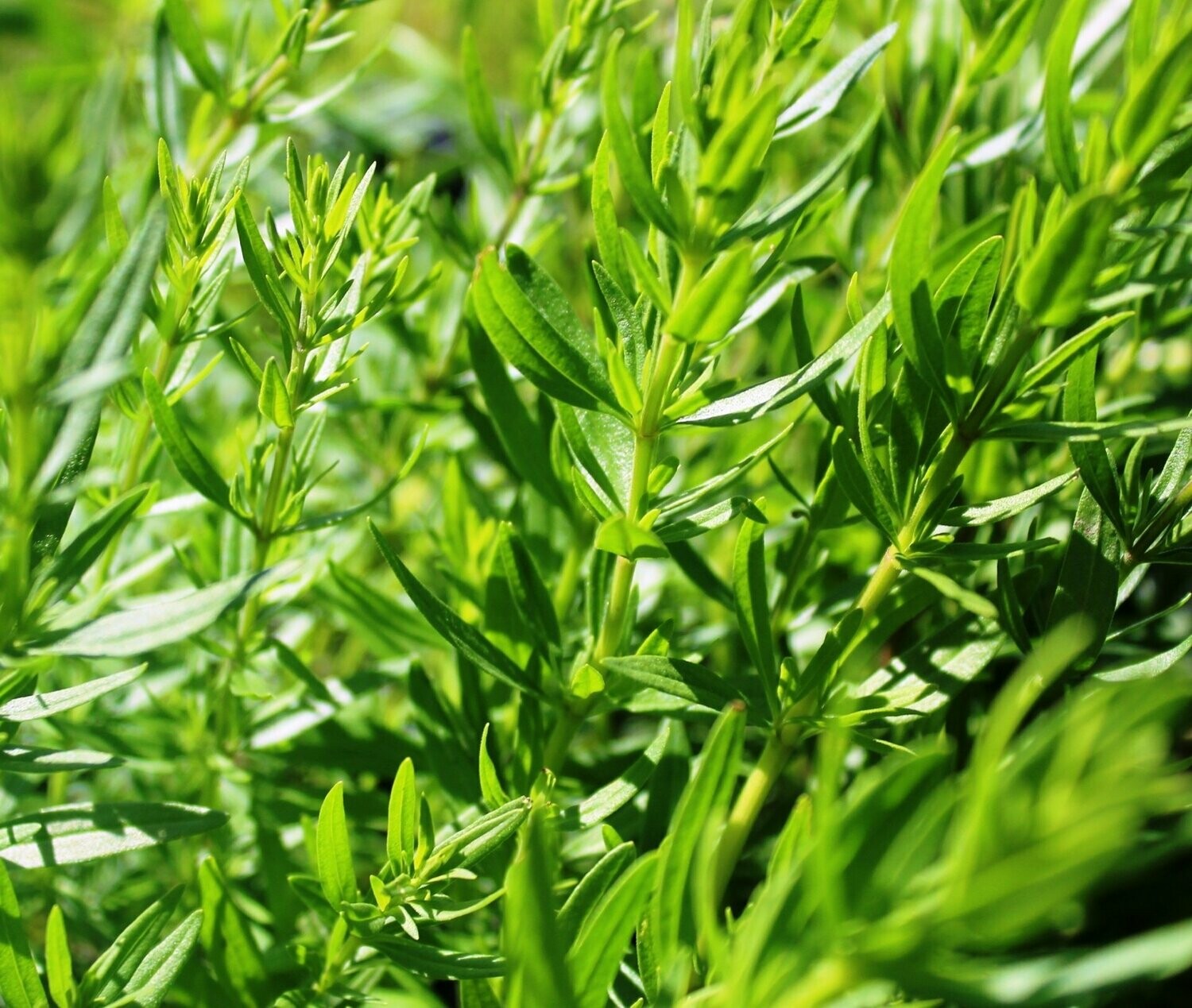 Winter Savoury