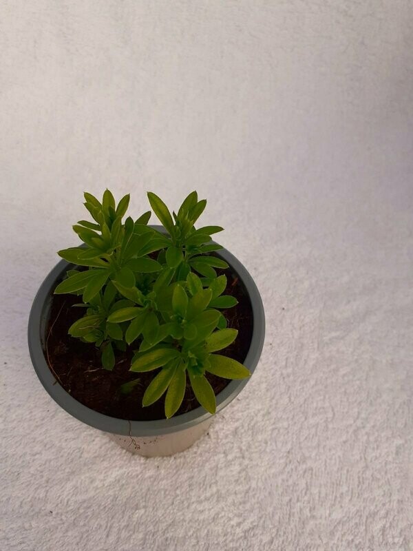 Woodruff Sweet
