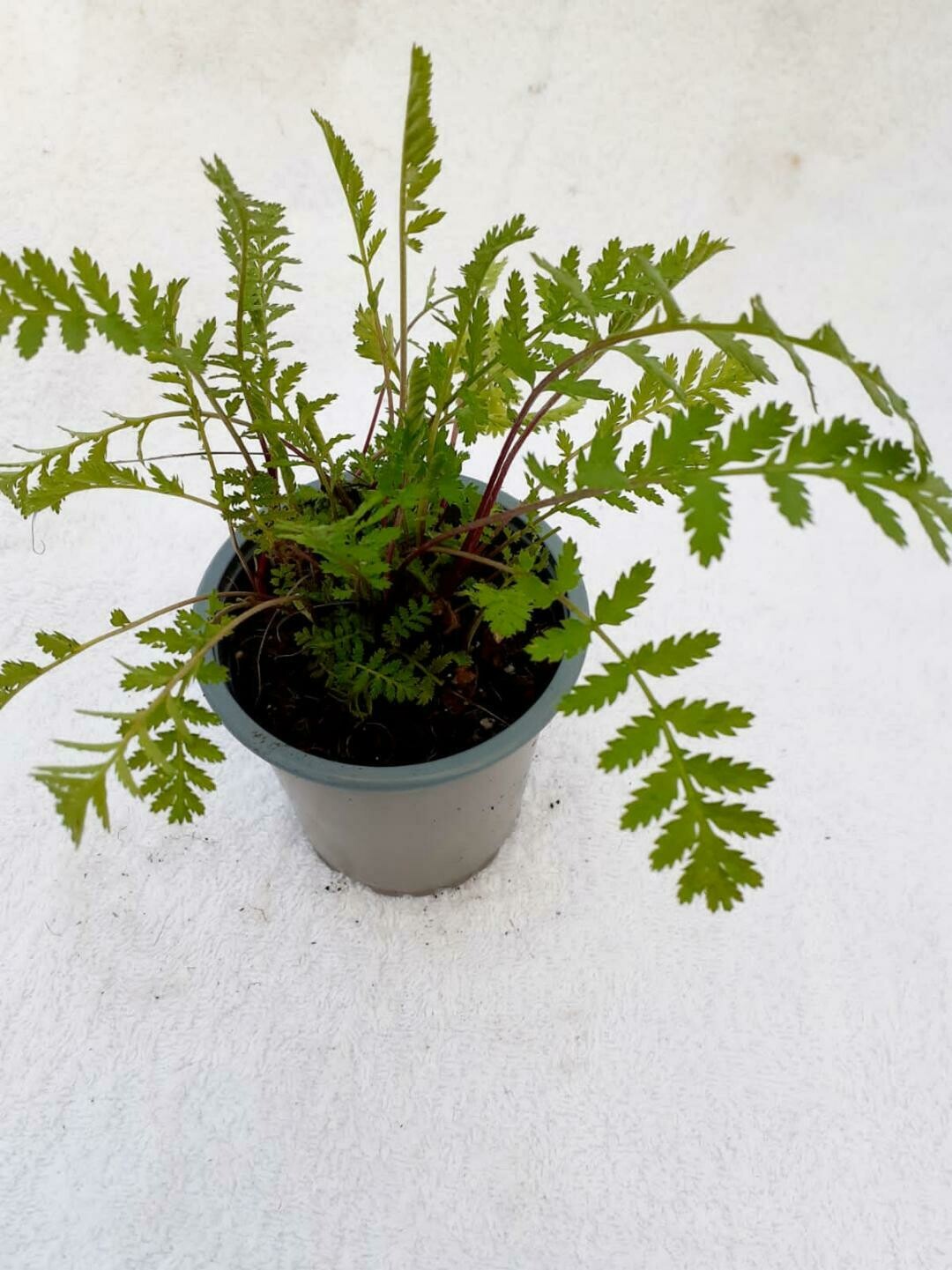 Tansy