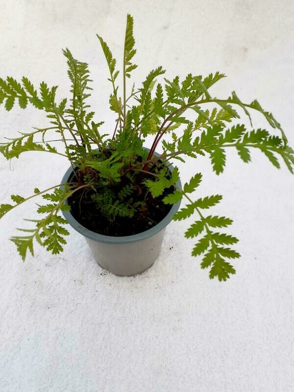 Tansy
