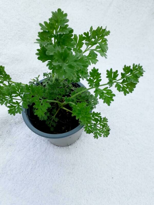 Wormwood