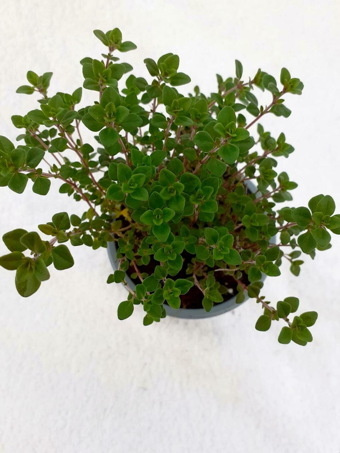 Thyme Lemon