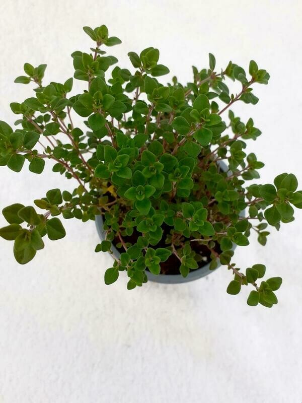 Thyme Lemon