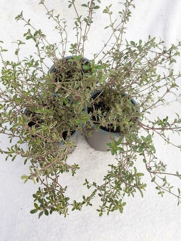 Thyme Silver Posie