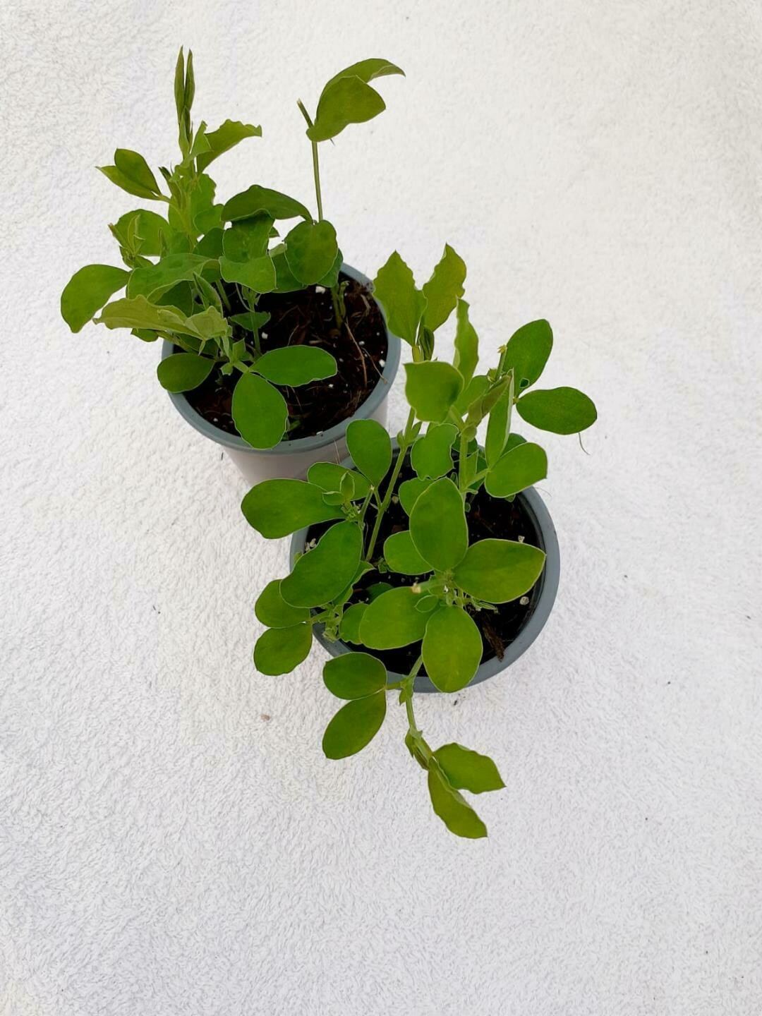 Sweetpea Galaxy Mix