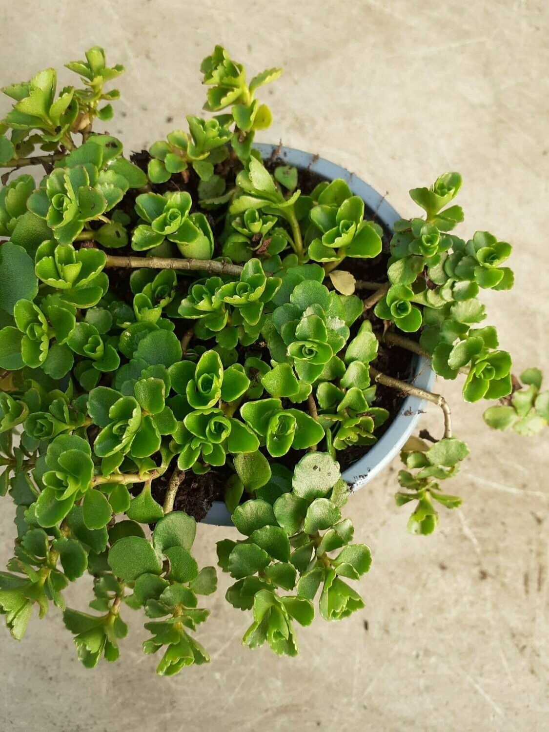 Sedum Summer Snow
