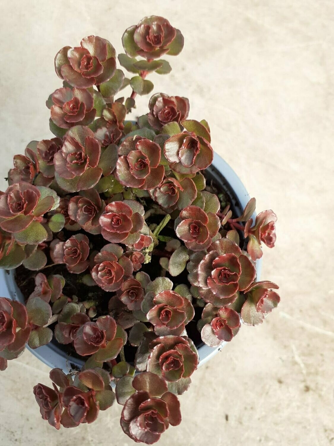 Sedum Fireglow