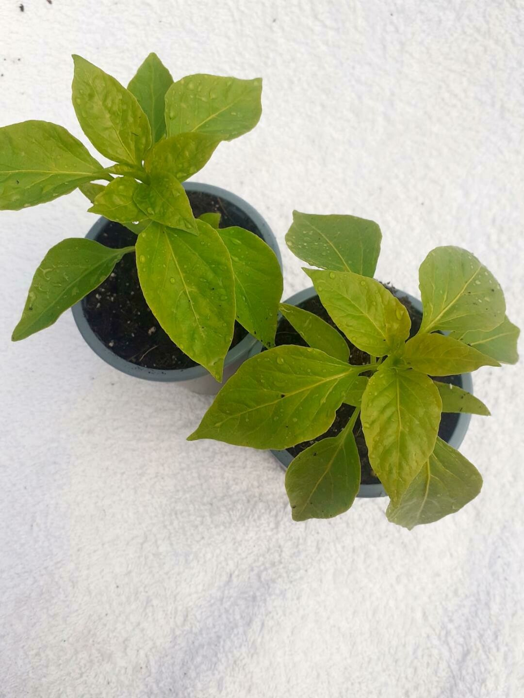 Sweet Pepper F1 Bellboy