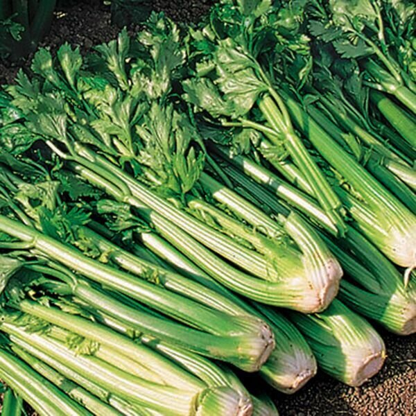 Wayland Farms Tango Celery Seeds
