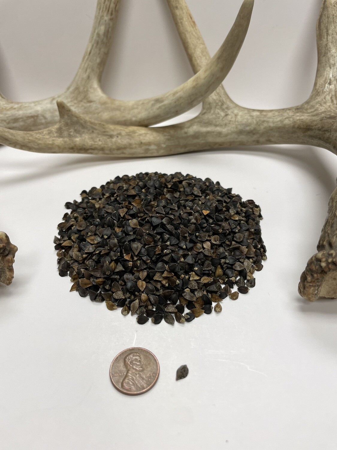 Buckwheat Food Plot Seed Pulaski Warehouse Inc.