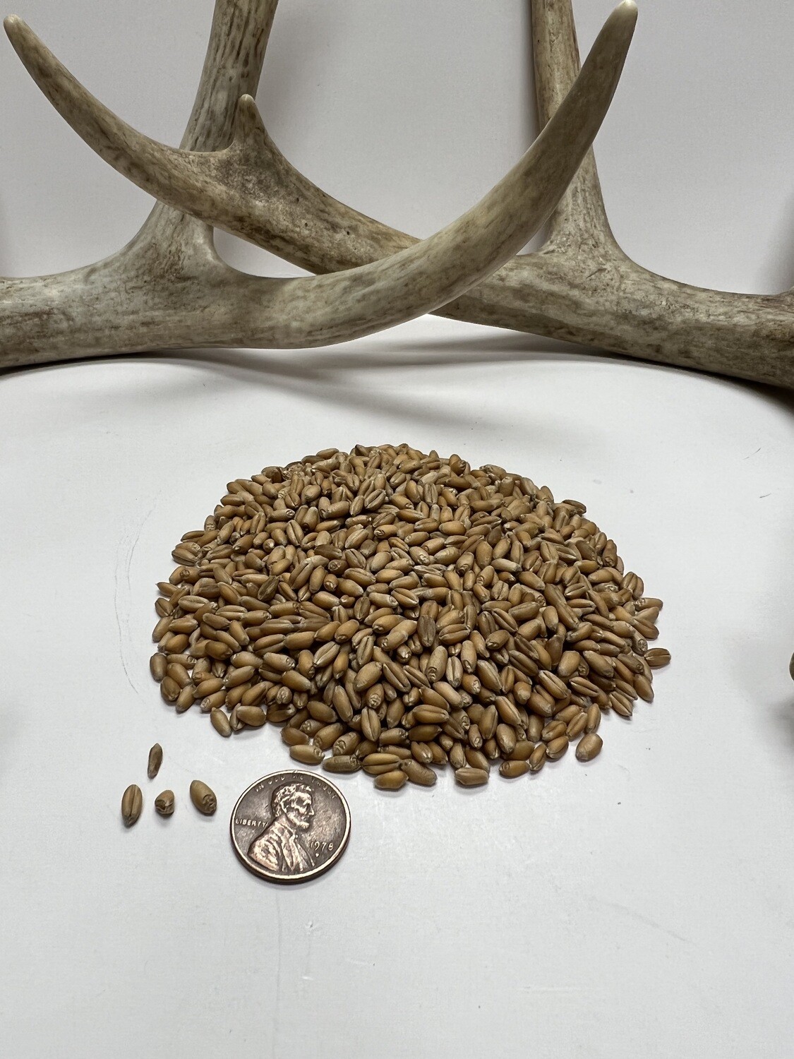Spring Wheat 50 lbs