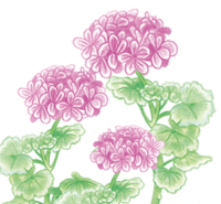Ätherisches Pelargoniumöl "Pelargonium graveolens"