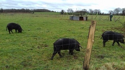 Cochon Noir Gascon Bio