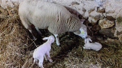 Mouton Bio et Agneaux Bio