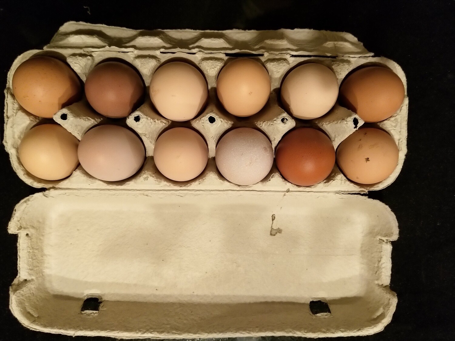 12 Oeufs Fermiers Bio